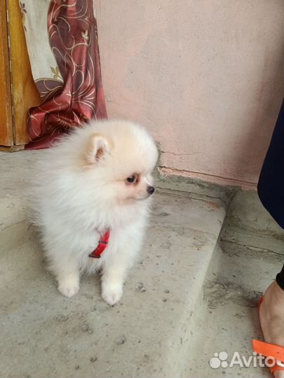 Щенок померанского шпица