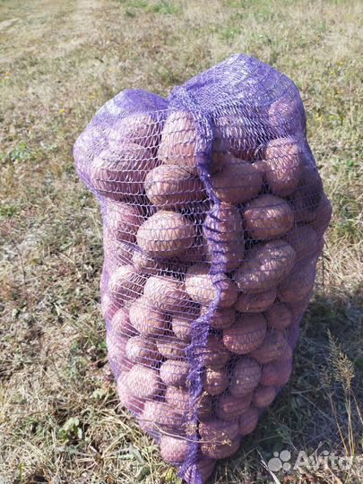 Картошка сорт Белая роза