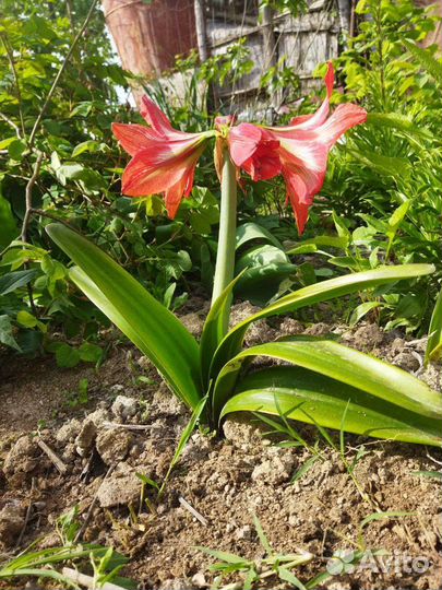 Гиппиаструм,амориллис