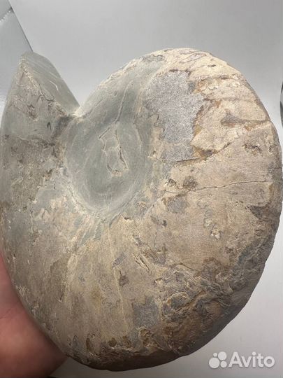 Аммонит большой коллекционный