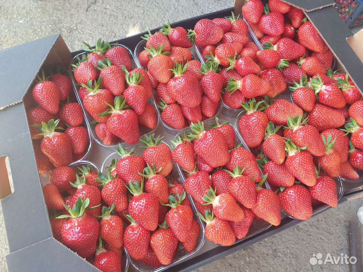 Рассада клубники джоли