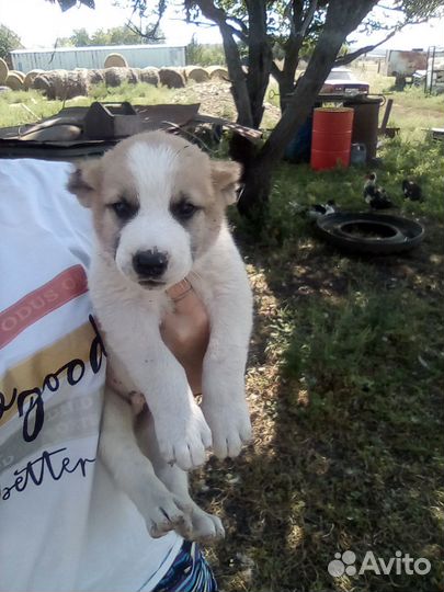 Среднеазиатская овчарка алабай щенки