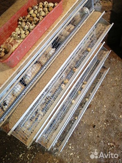 Яйца перепелиные домашние