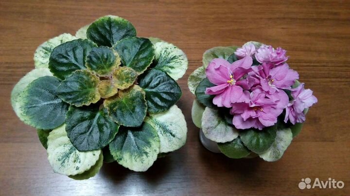 Листики и детки сортовых фиалок