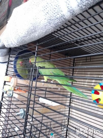 Попугай ожереловый