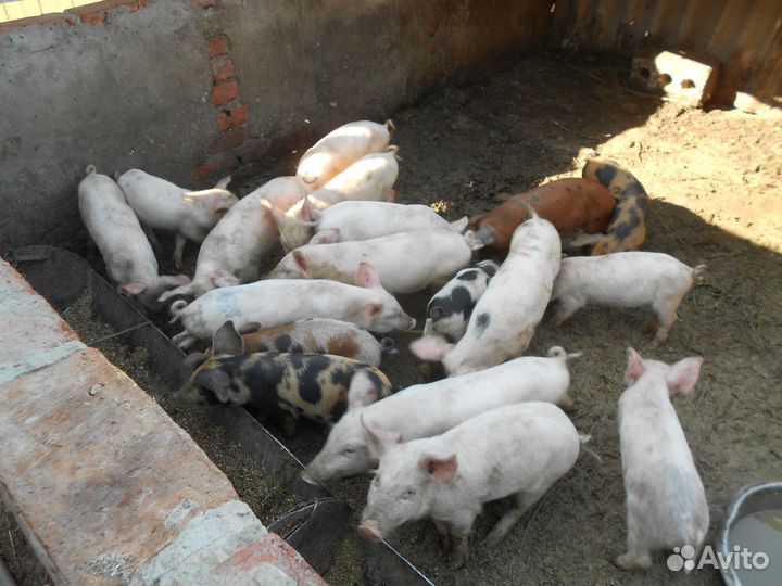Поросята