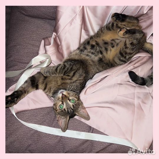 Кошка, котенок