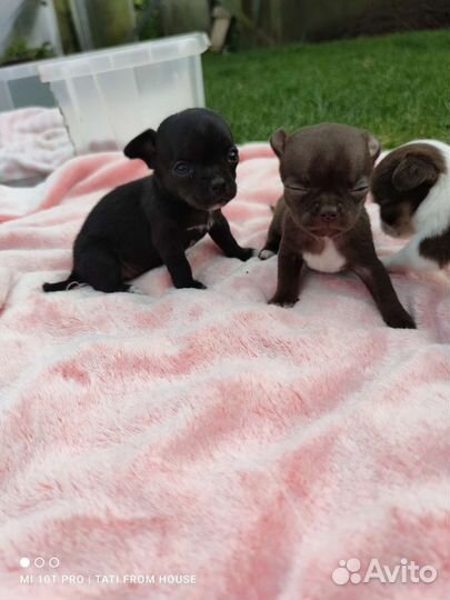 Девочки мини Чихуахуа