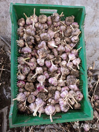 Чеснок свежий