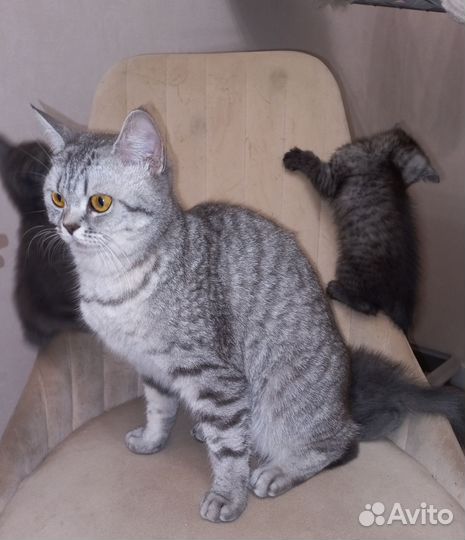 Котята шотландской мамы