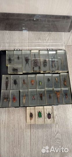 Насекомые в стекле