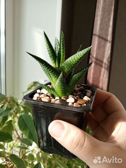 Суккуленты детки, хавортия