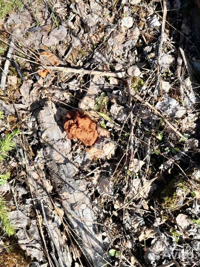 Свежие грибы сморчки,строчки