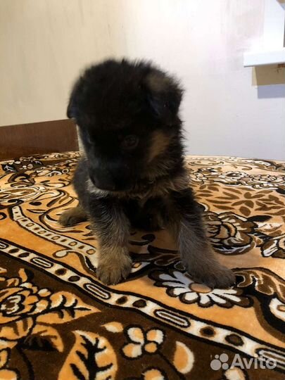 Щенки немецкой овчарки