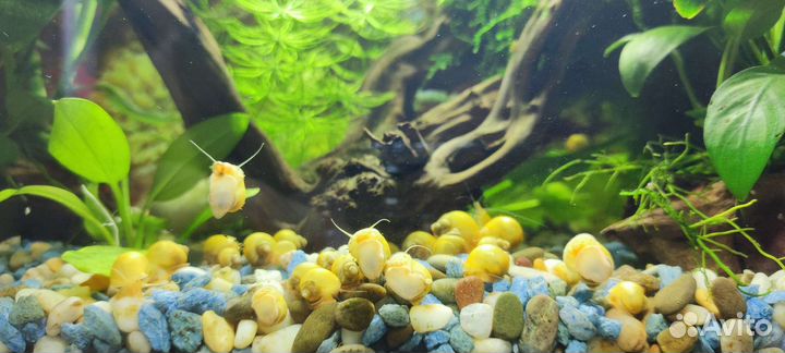 Улитки аквариумные