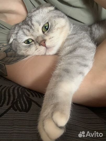 Шотландский вислоухий кот на вязку