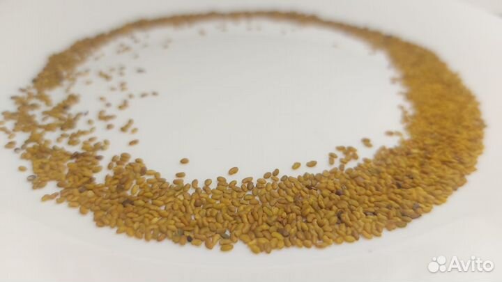 Семена люцерны