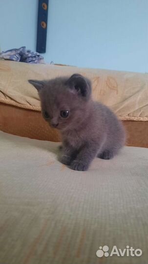 Британская