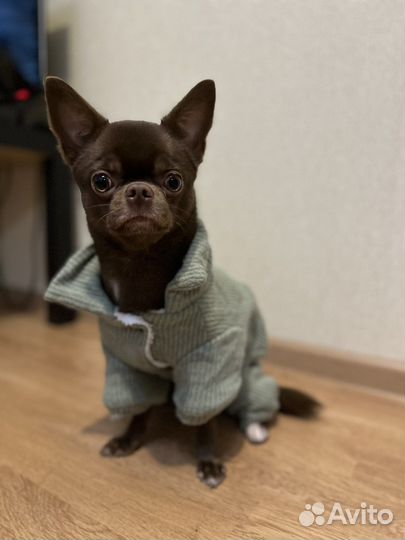 Комбинезон для собаки 30 см