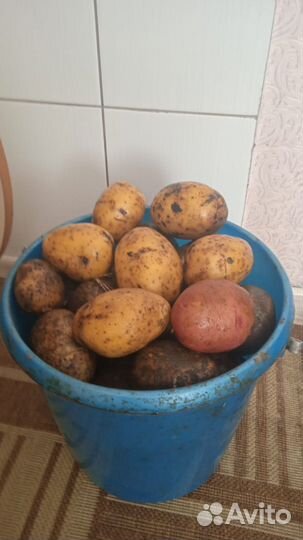 Продам картофель