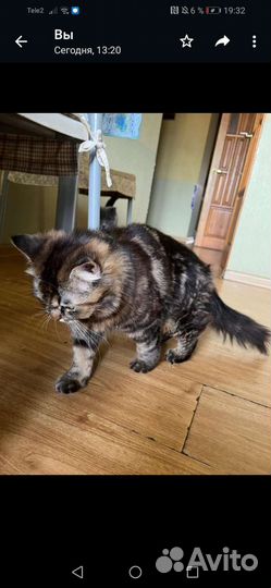 Кошка в дар бесплатно