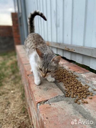 Кошка в дар бесплатно