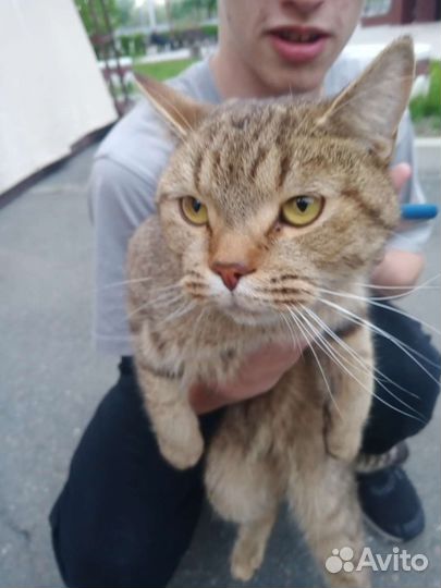 Европейская