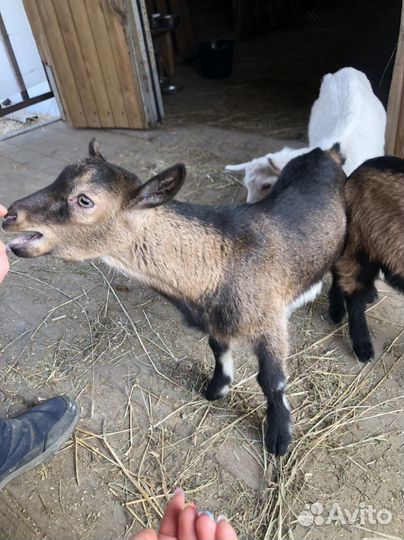 Чешские козлята