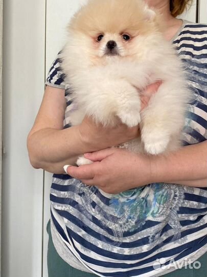 Померанский шпиц