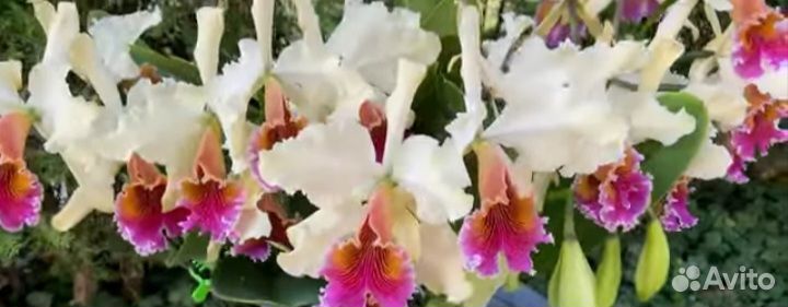 Cattleya triumphans (rex x dowiana aurea)