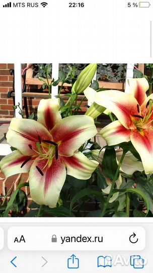 Лилии крупные цветущие