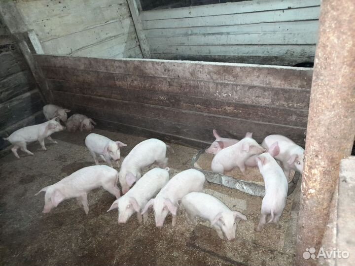 Поросята ландрас