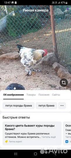 Петухи Брама