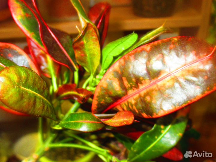 Кротоны сортовые