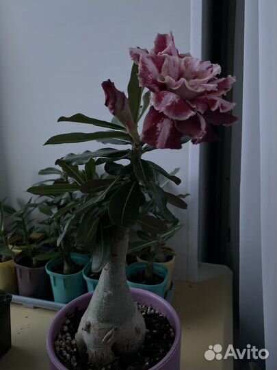 Адениум Henessi