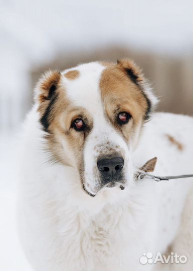 Алабай в добрые руки