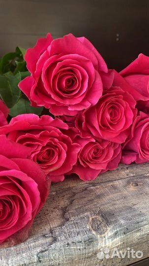 Роза эквадор 60,70,80см