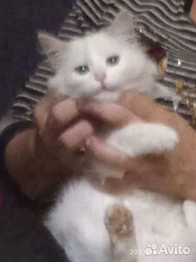 Белая кошечка