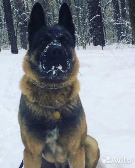 Уход за животными