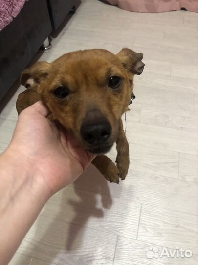 Отдам щенка в добрые руки