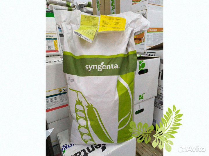 Семена Горох Преладо 100.000 семян