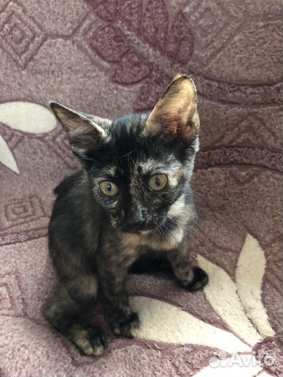 Отдам в добрые руки