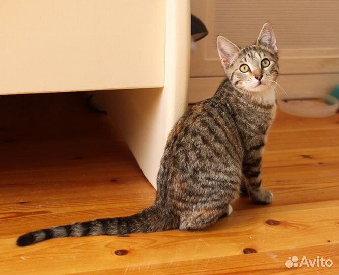 Котёнок в хорошие руки