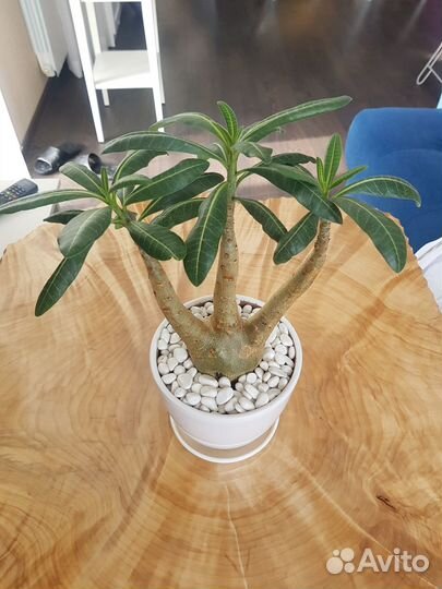 Адениум Арабикум в виде трезубца H-470мм