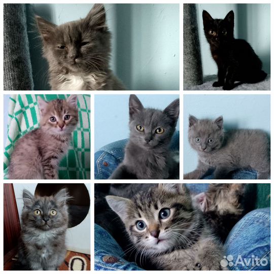 Котик и кошечки