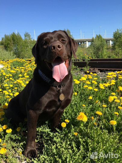 Вязка лабрадор