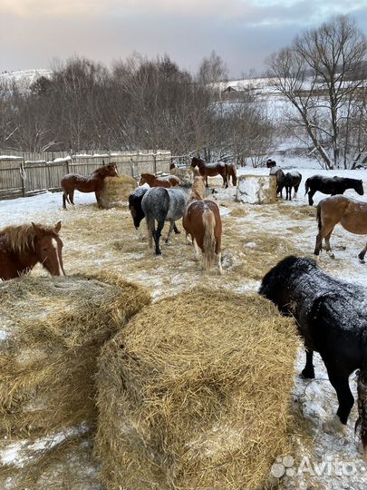 Продам лошадей