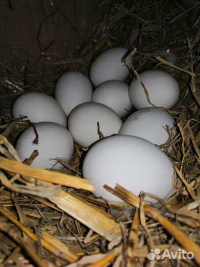 Домашние куриные яйца