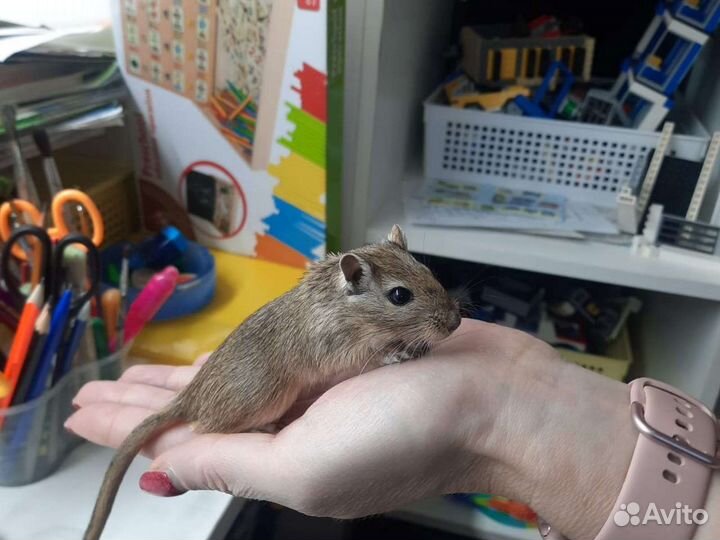 Мышки Песчанка