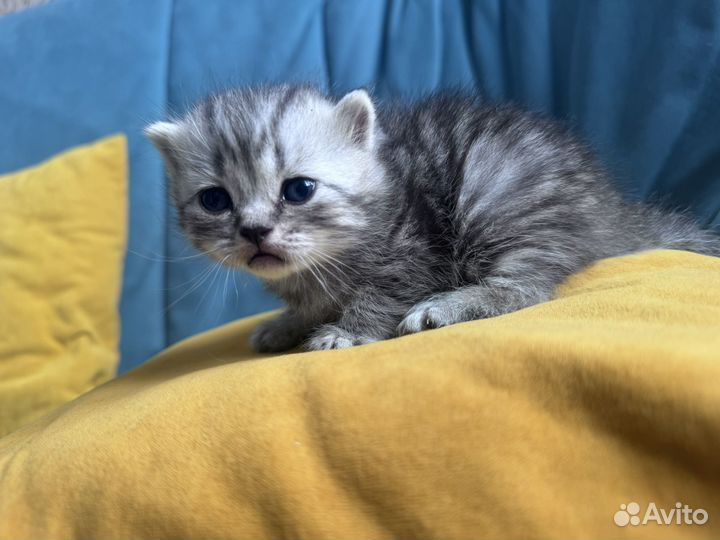 Британские котята